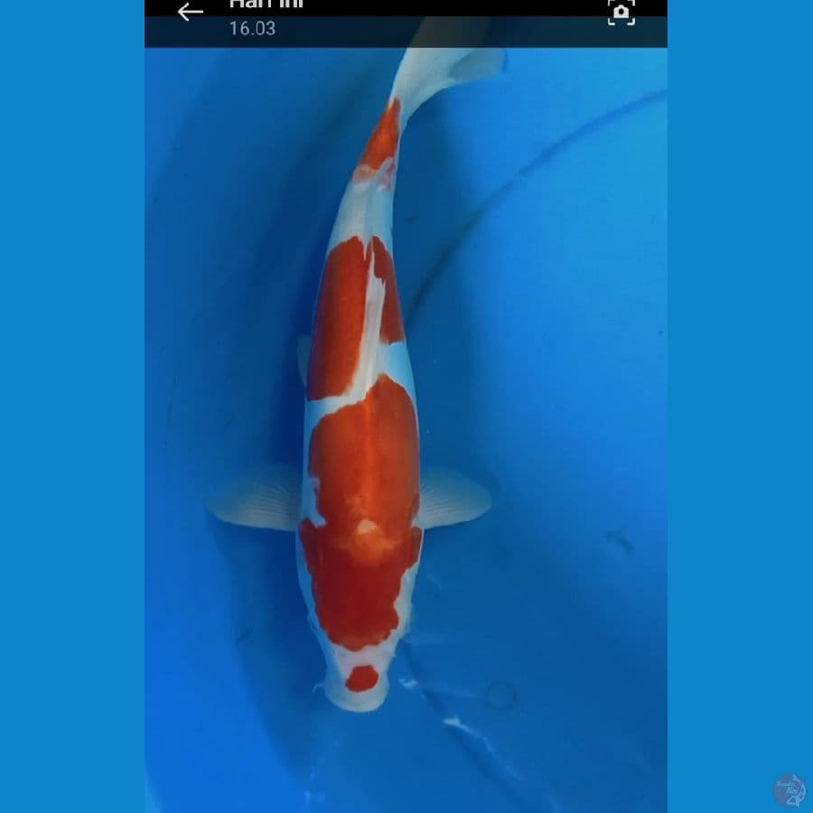 kuhaku doitsu jtn 34 cm