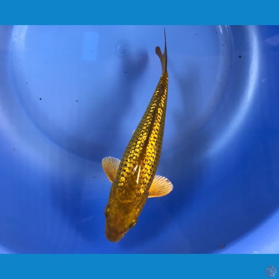 midori ginrin 18cm