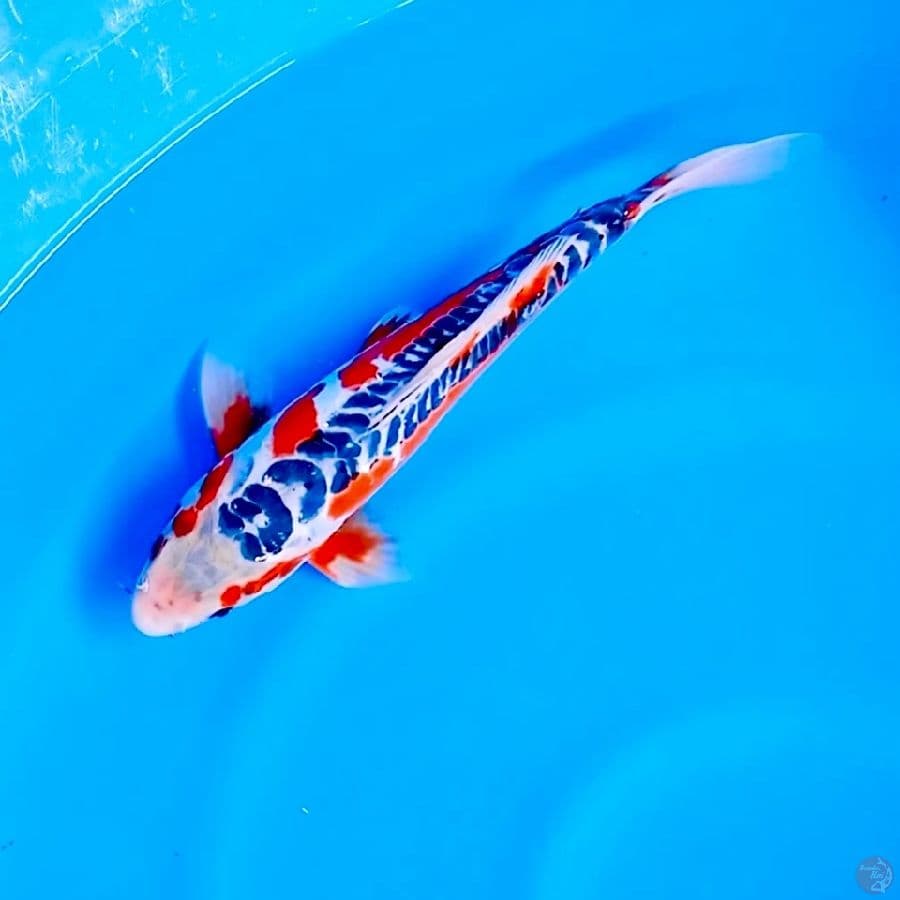 Hana sushui 30cm male