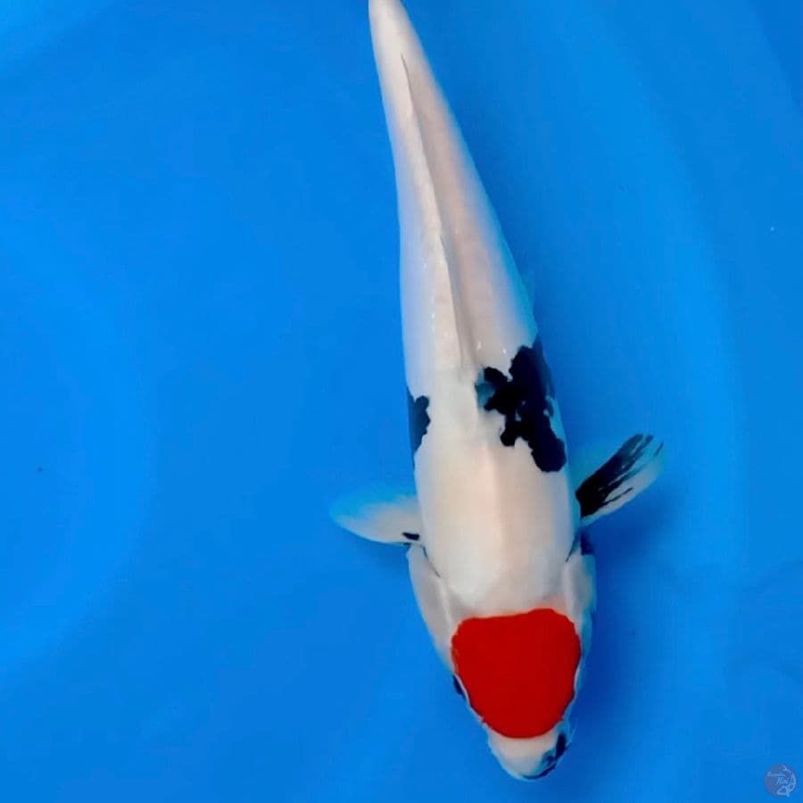 doitsu Tanco showa 35cm male