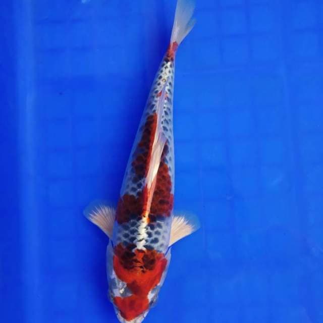 Kujaku merah