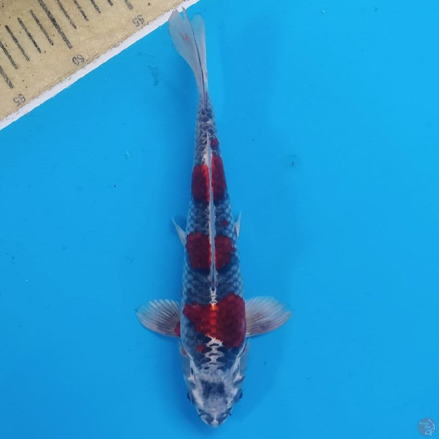 Beni Ginga ~28 M