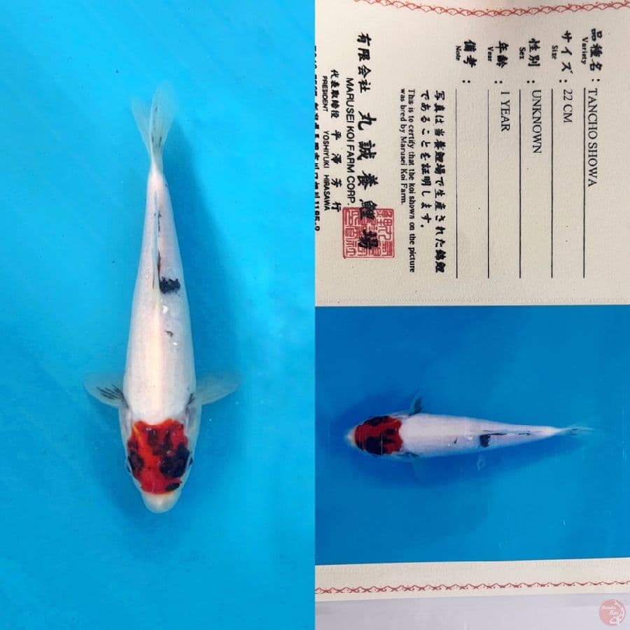 marusei tancho showa male 26cm