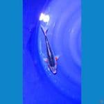 ASAGI MALE 30CM