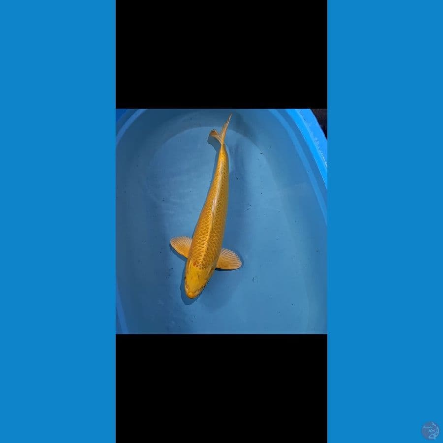 JANTAN 45CM