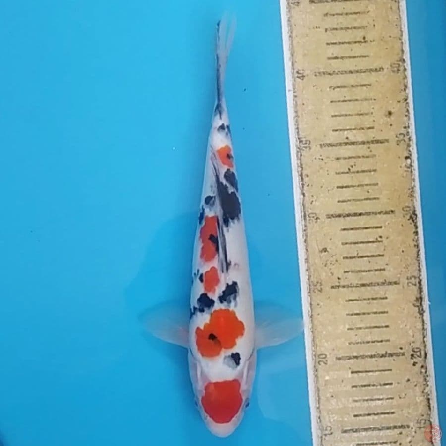 Maruten Sanke ~29 M