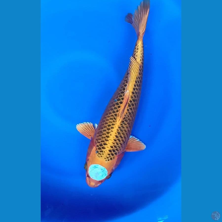MATSUBA SIZE 42CM