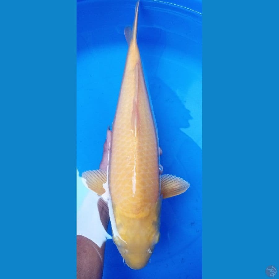 jumbo cron karasi 45 cm