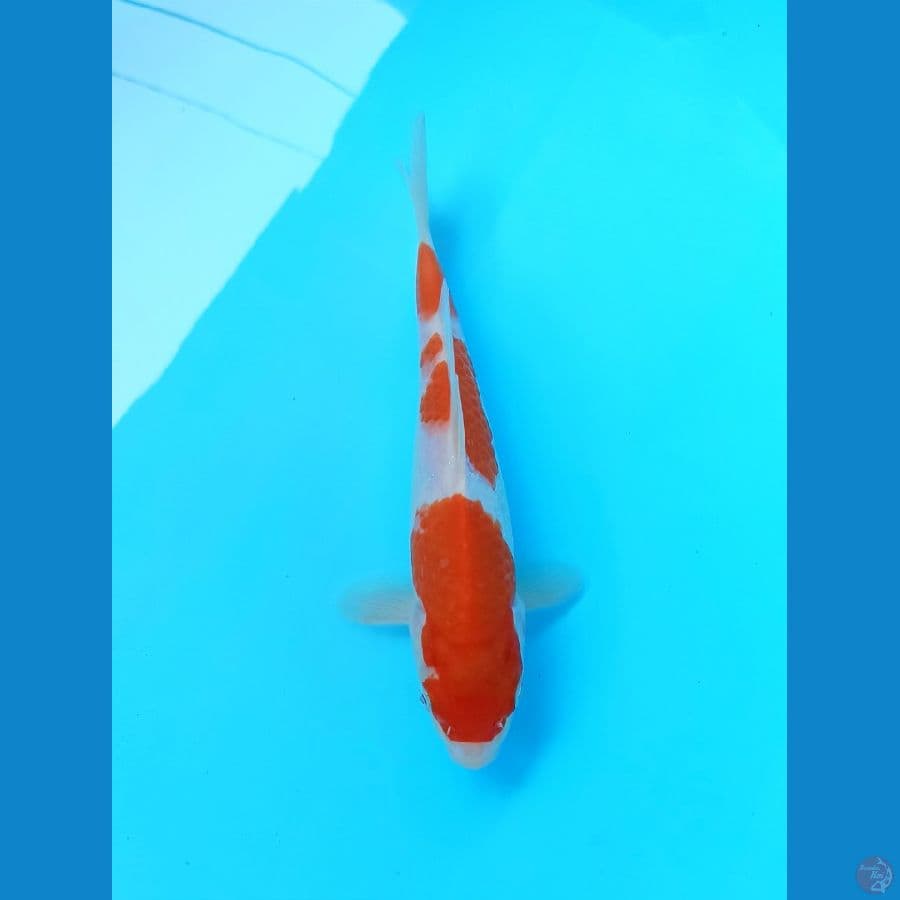 Kohaku 22cm