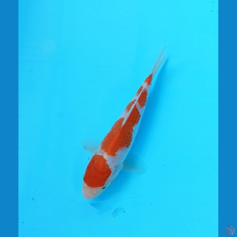 Kohaku 17cm