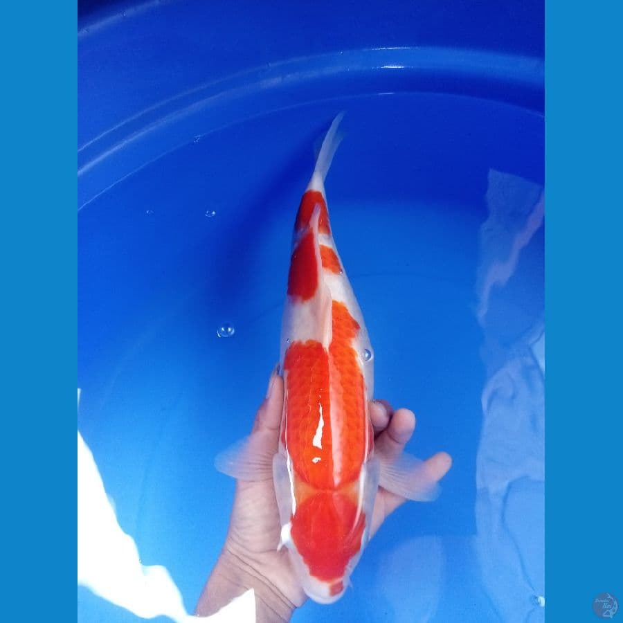 maruten kohaku sz 35 cm