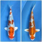 Kujaku Prospek 30-35cm