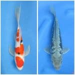 Paket isi kolam 25 and 27cm