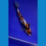 kindai showa bahan show cater bagian belakang 29cm