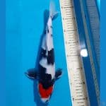 TANCHO SHOWA 31 M