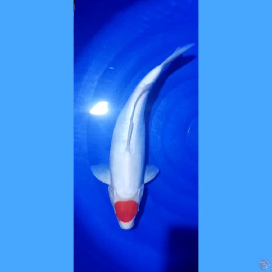 tancho 42 cm