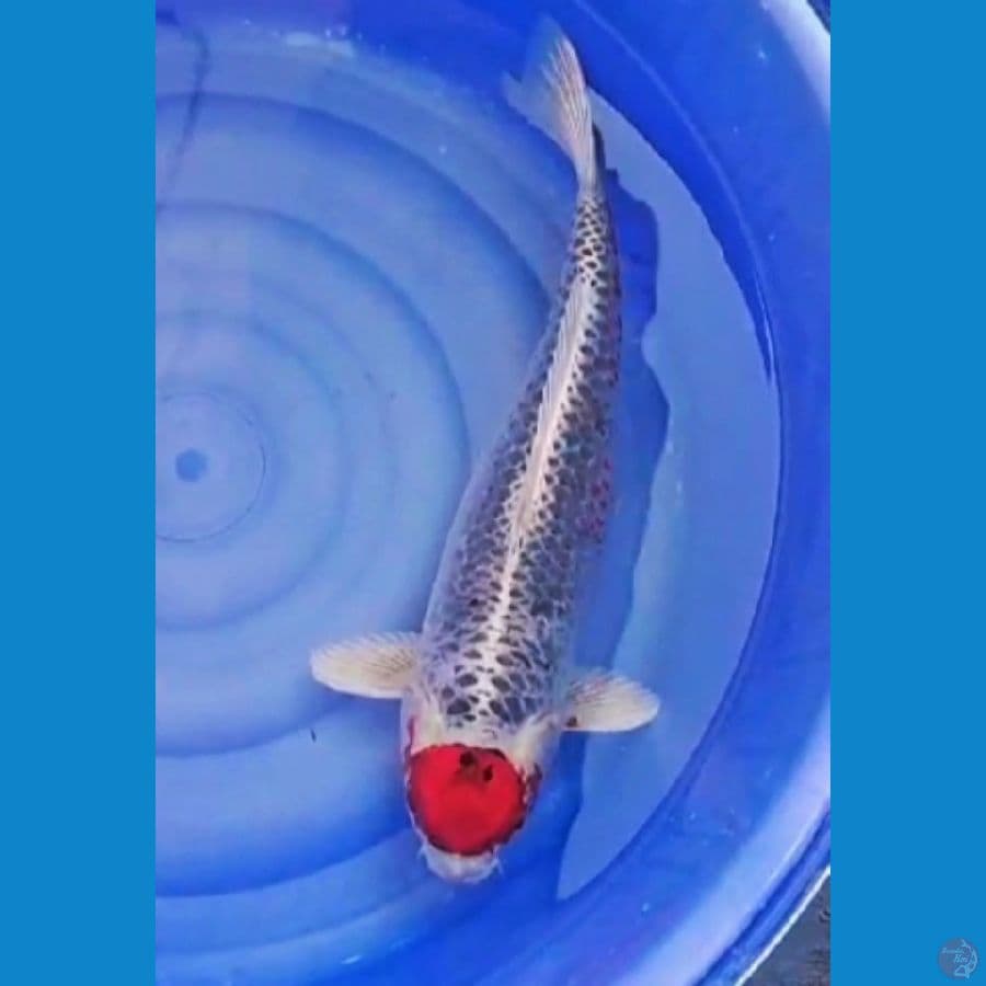 55cm Tancho kujaku merah