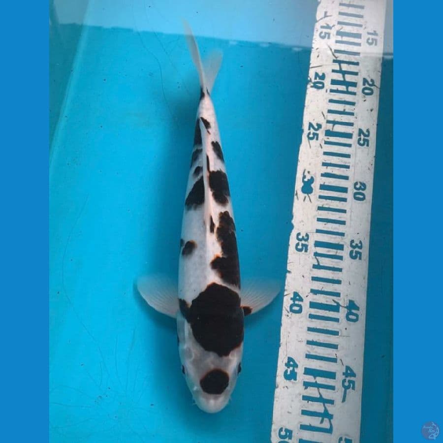 Budo Goromo 32 cm Male