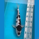 Budo Goromo 32 cm Male