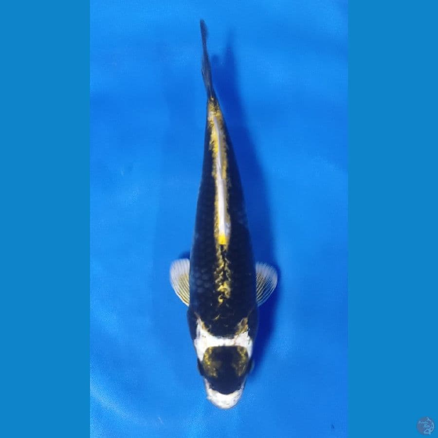 BLACK TANCO KABUTO 28CM