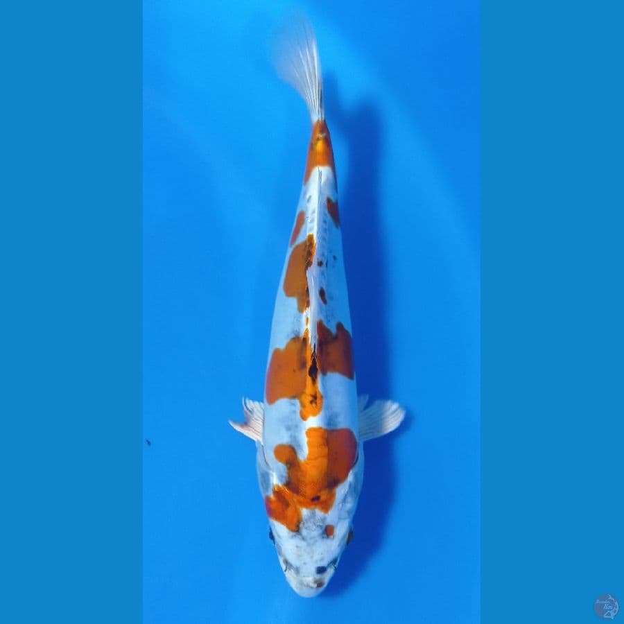 KIKO 28CM