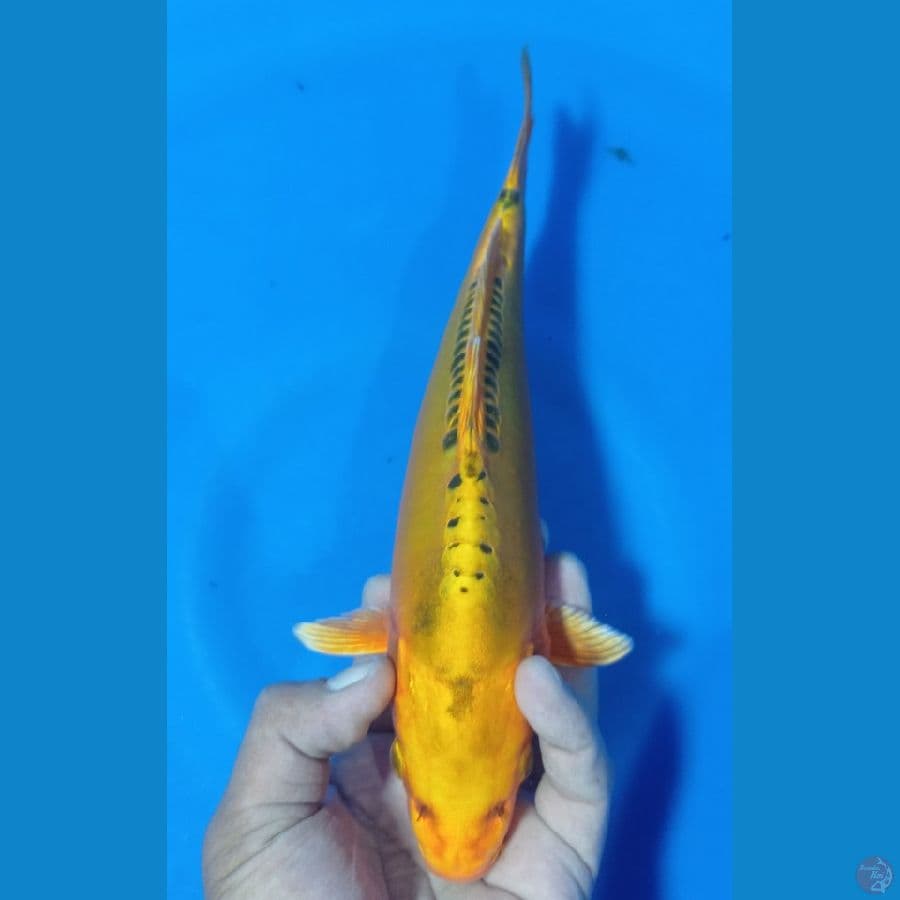 BANANA GOLD 28CM