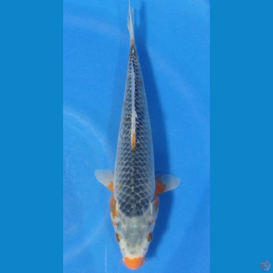 ASAGI 30CM