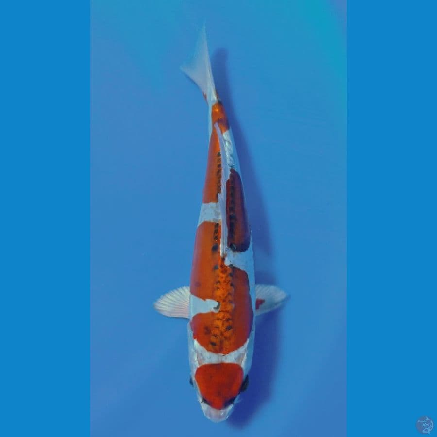 KUJAKU DOIT 27CM