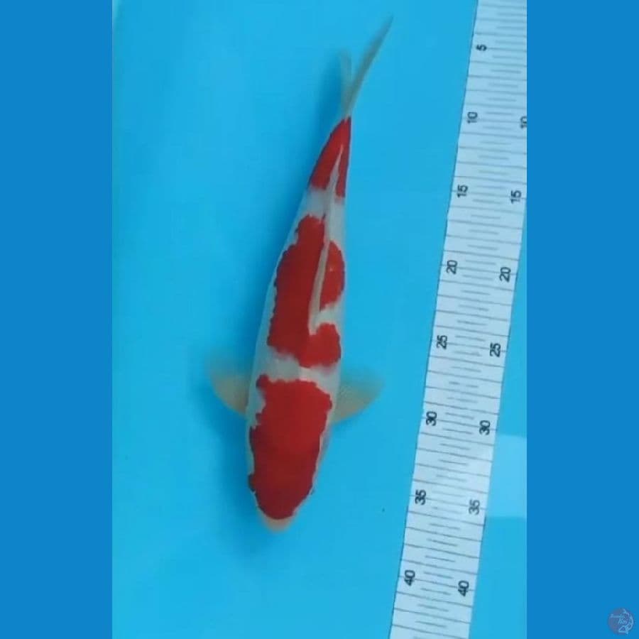 kohaku jantan 35bu