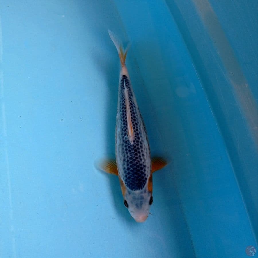 asagi, 20 cm