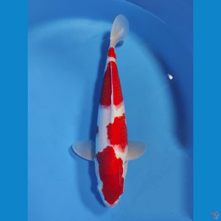 KOHAKU 40CM MALE