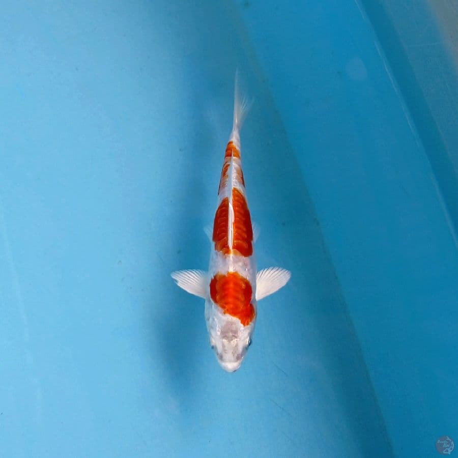 kikushui, 13 cm