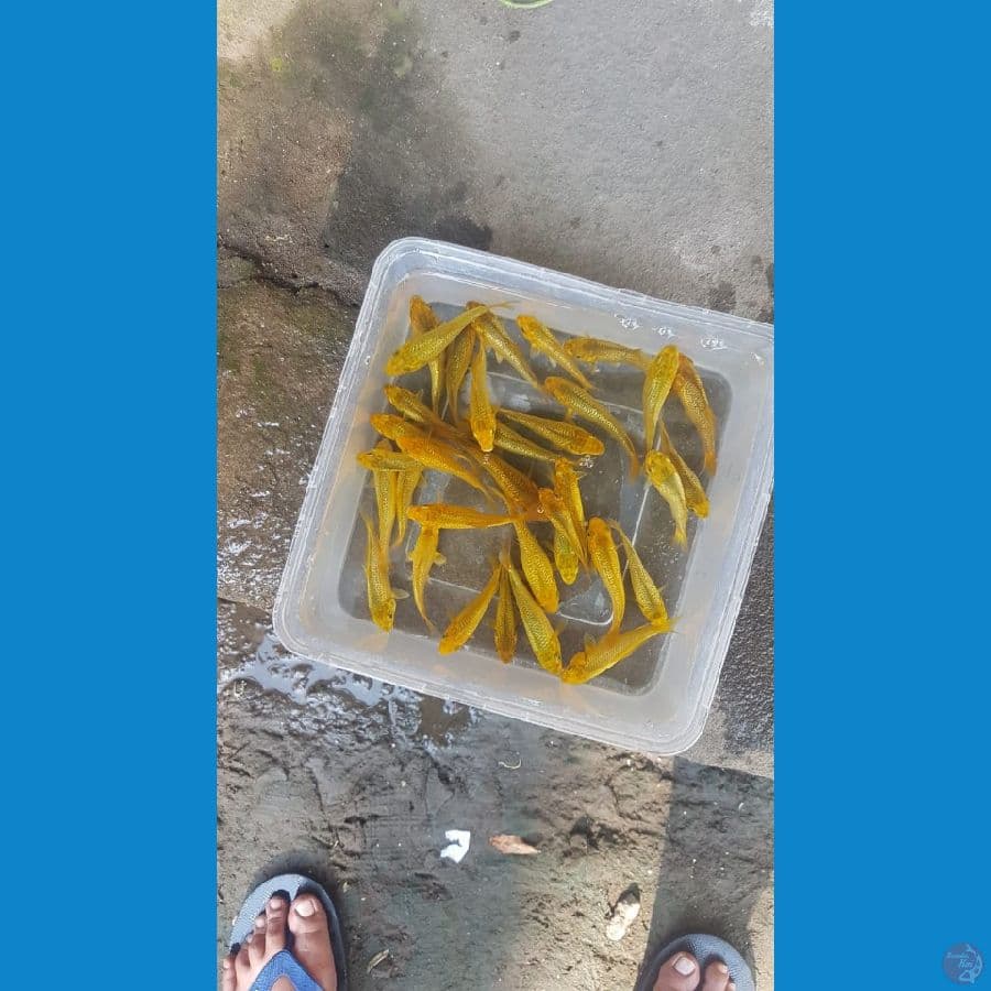 Bibitan polosan mix fuull ginrin 30ekor grad A ukuran 6-8cm bakat JUMBO 
