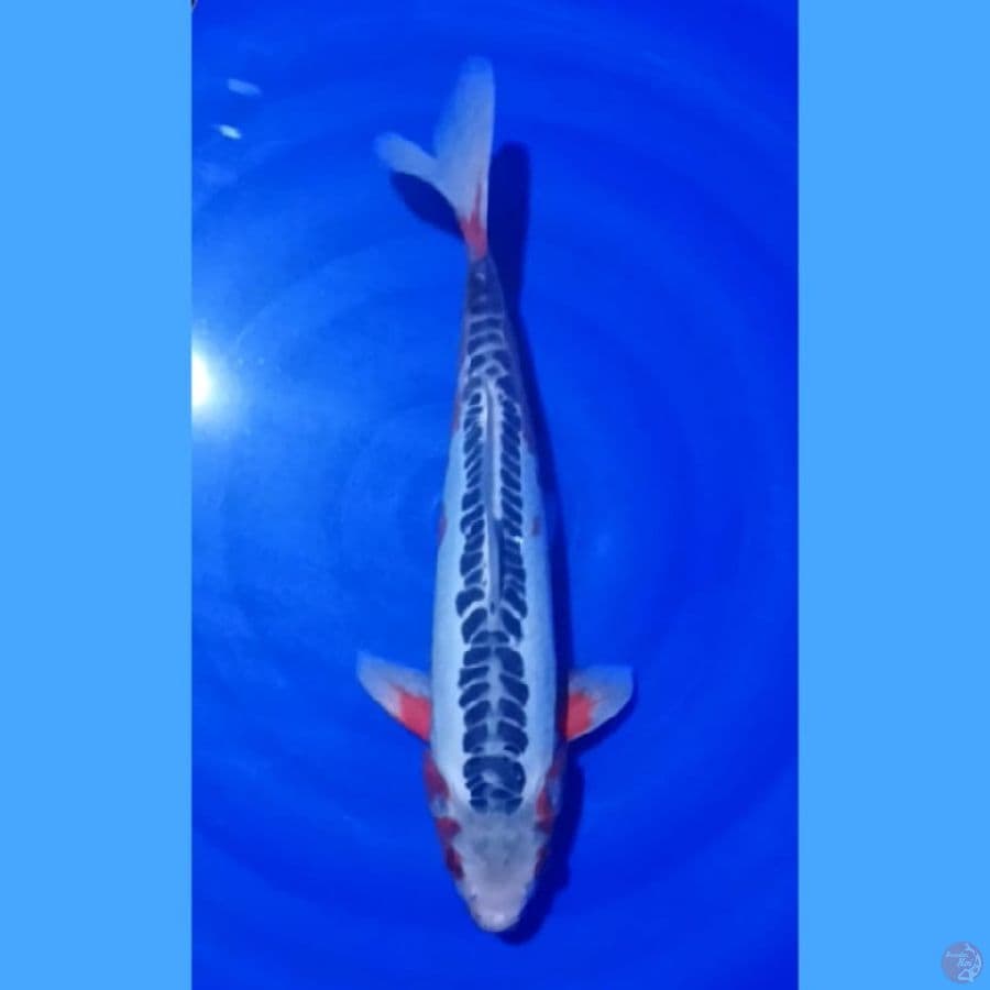 shusui 37cm