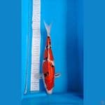 male body female Sanke 40cm 