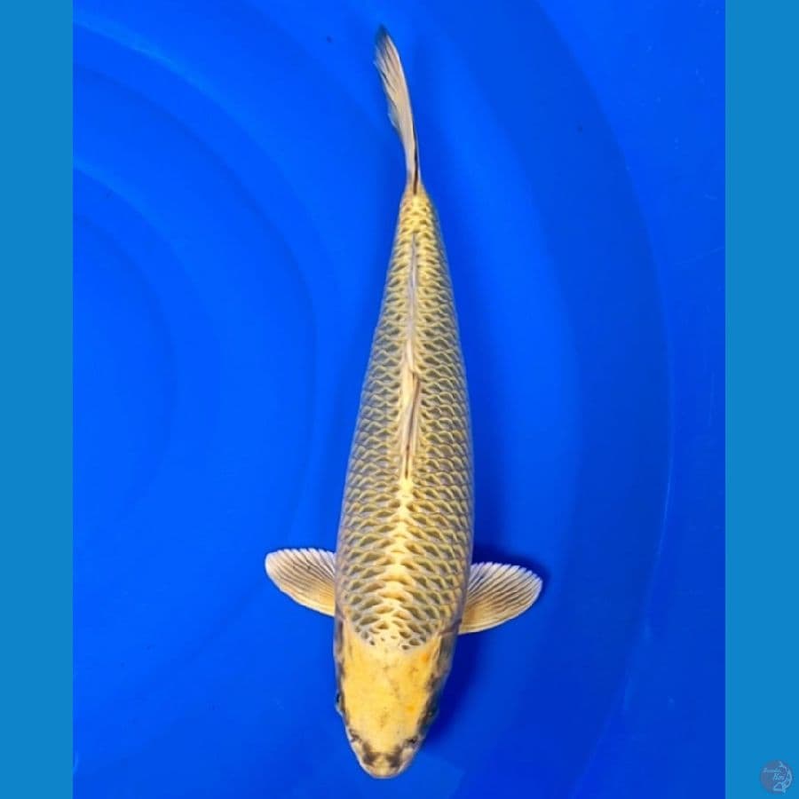 yellow mukasi 43cm 