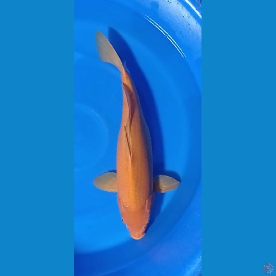 KIGOI 55 CM