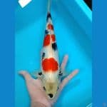 33cm.Kindai Punuk extrim 