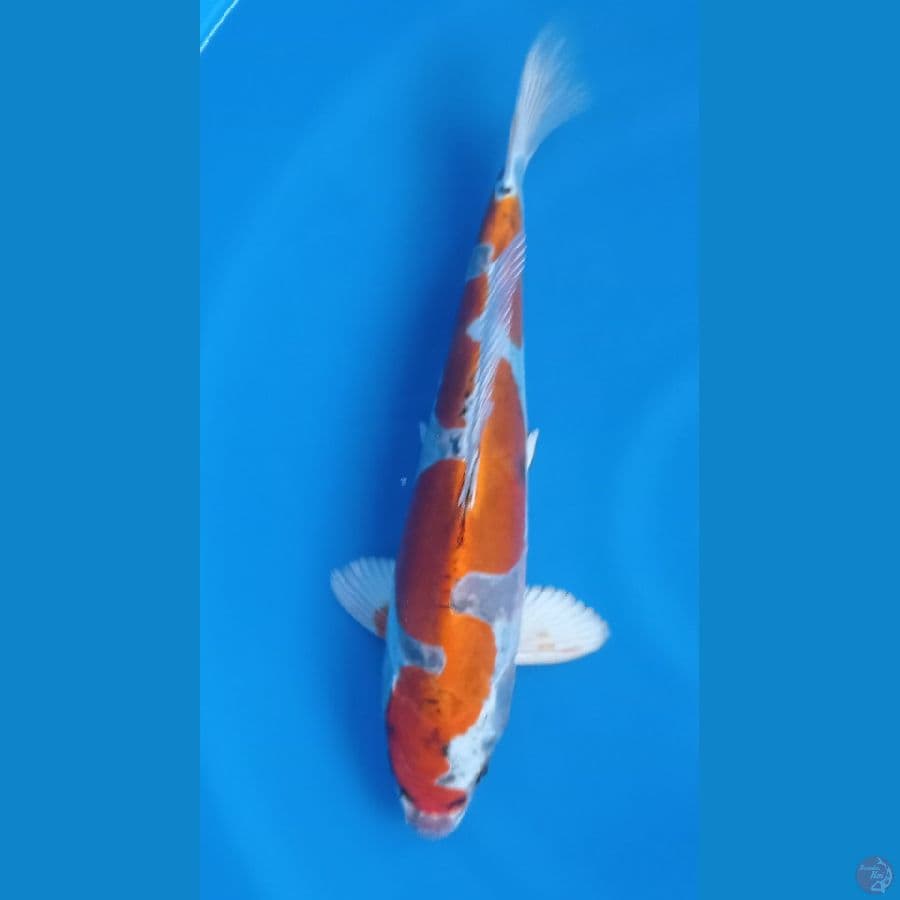 INAZUMA 37CM