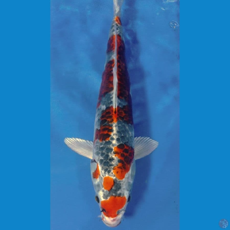 KUJAKU GOROMO 42CM