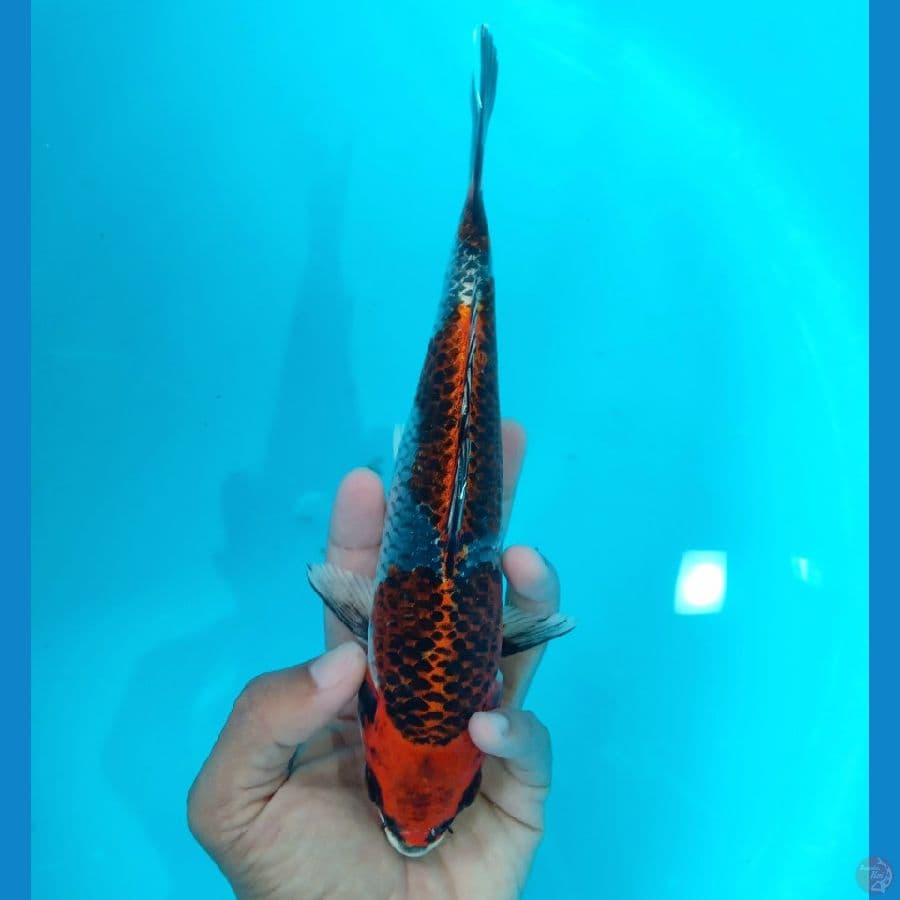 BENI GINGGA ORI RING RAPI 23CM