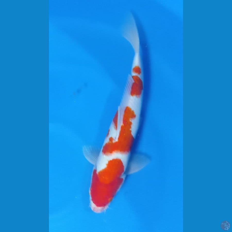 KOHAKU 35CM