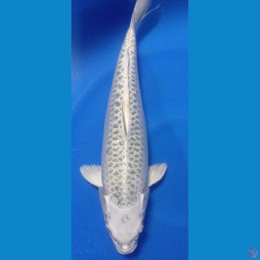 MUKASI SILVER 40CM