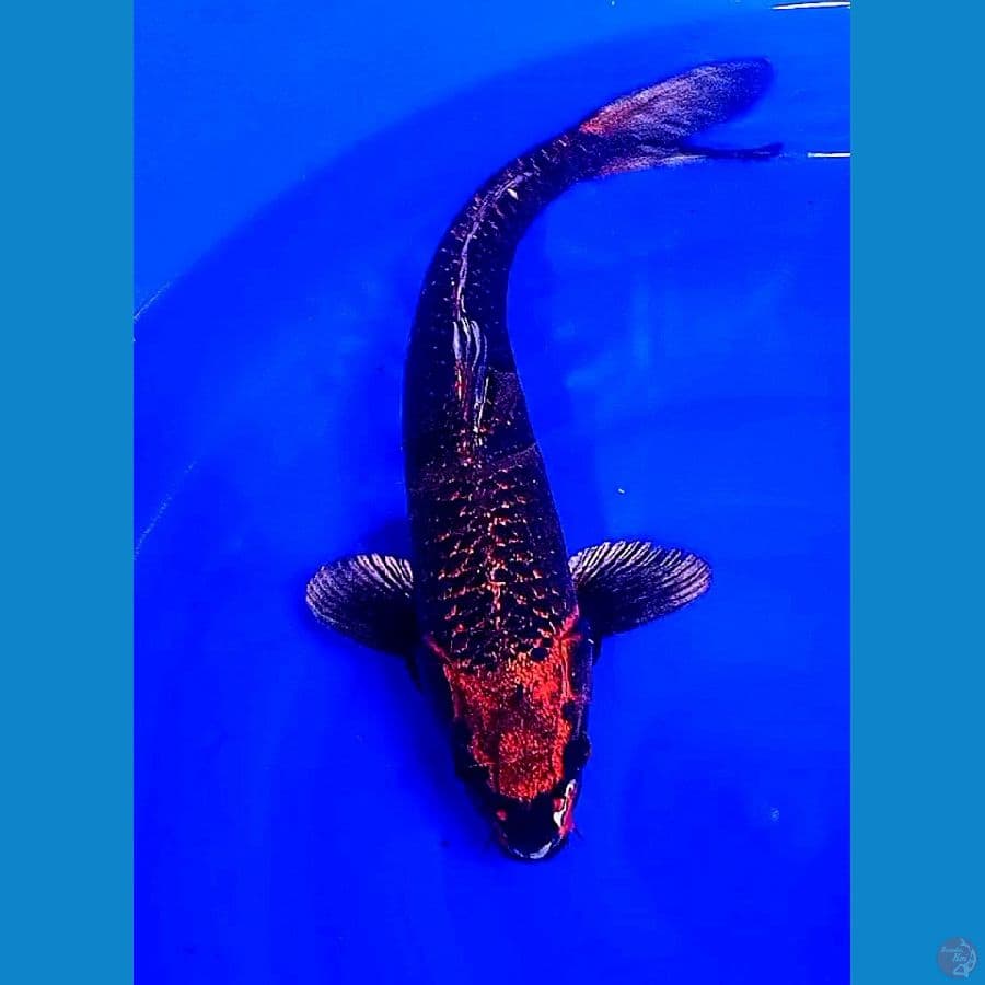 44 cm red kawari DNA IMPORT