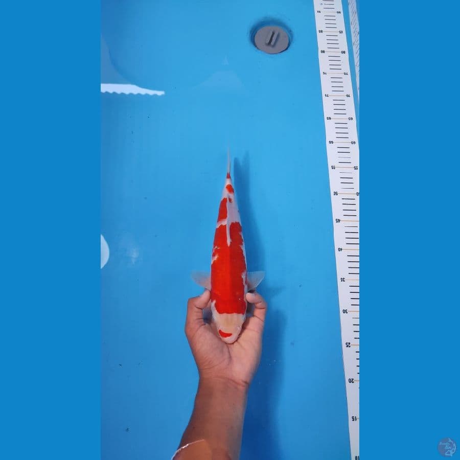 KOHAKU 33CM - FEMALE