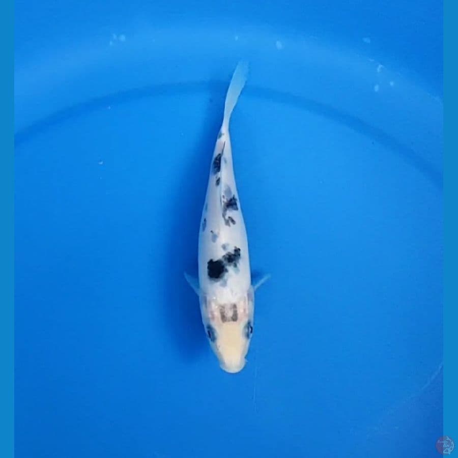 becko 15 cm