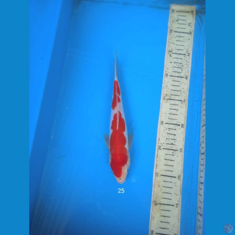 kohaku doit 25cm