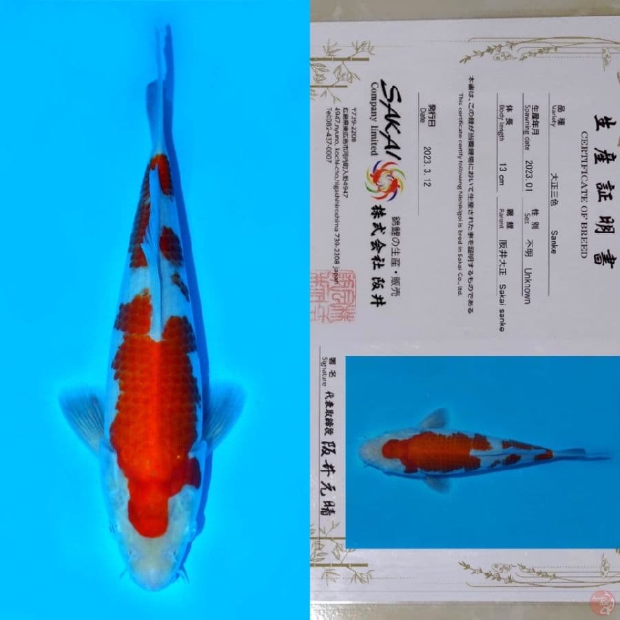 SAKAI KOHAKU HQ 25CM