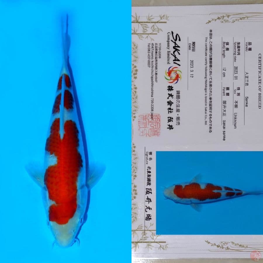 SAKAI KOHAKU HQ 22CM