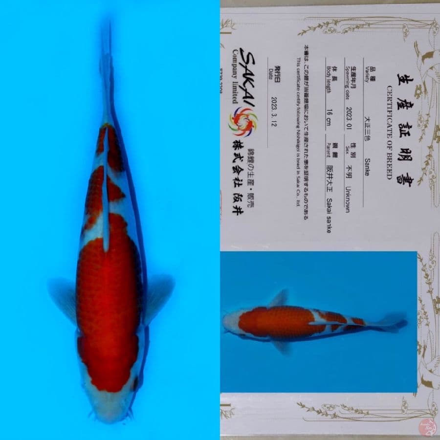 SAKAI KOHAKU HQ 24CM